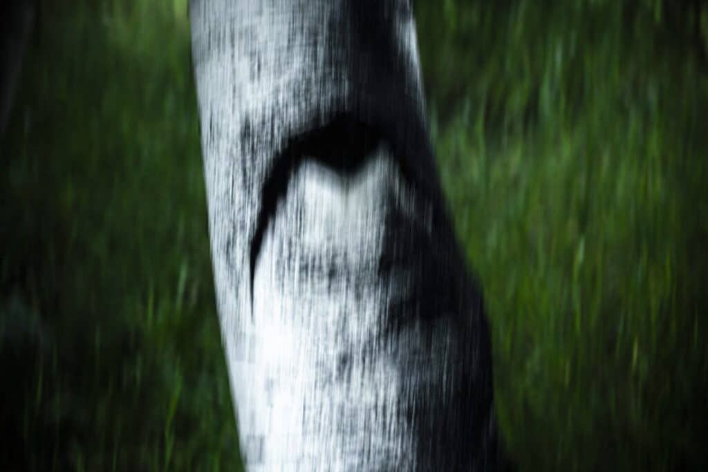 Portrait of a tree